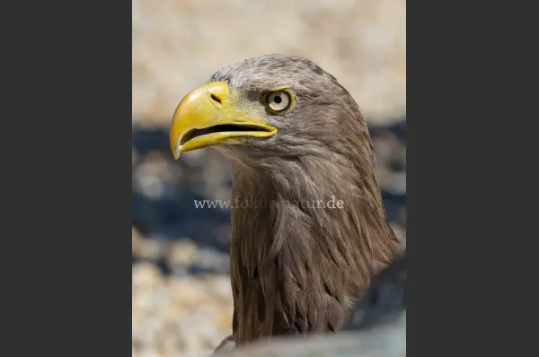 Fokus-Natur Bild