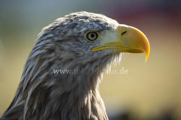 Fokus-Natur Bild