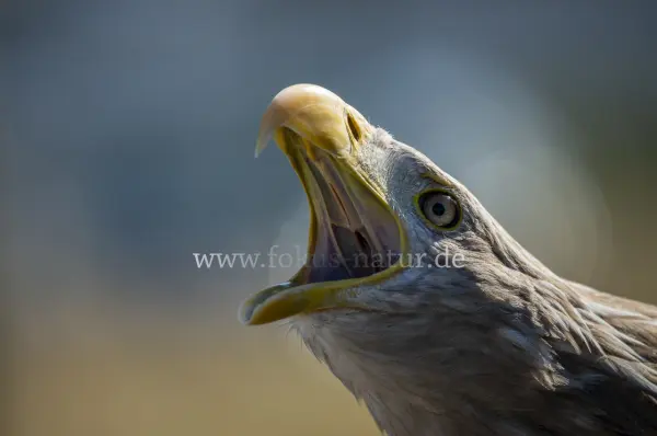 Fokus-Natur Bild