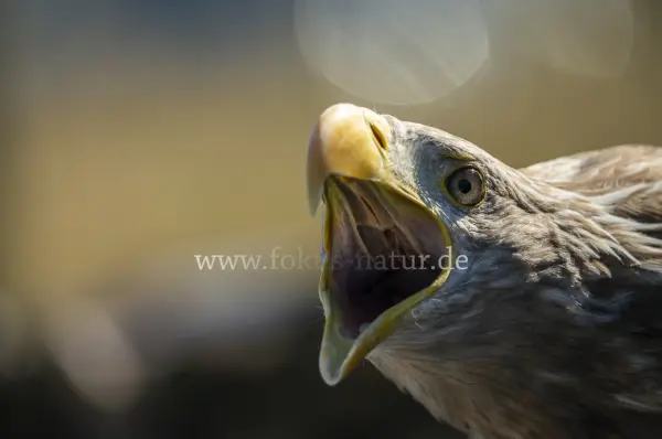 Fokus-Natur Bild