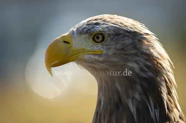 Fokus-Natur Bild