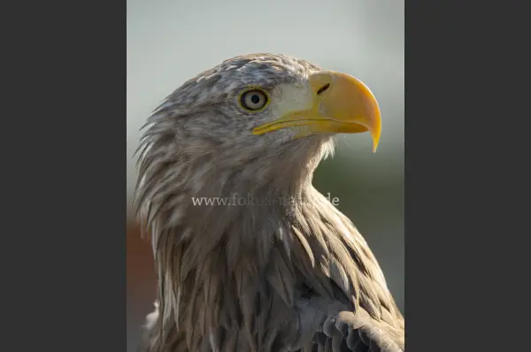 Fokus-Natur Bild