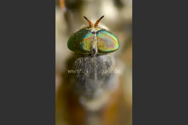 Fokus-Natur Bild