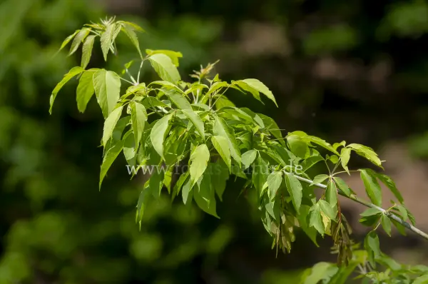 Fokus-Natur Bild
