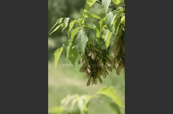 Fokus-Natur Bild