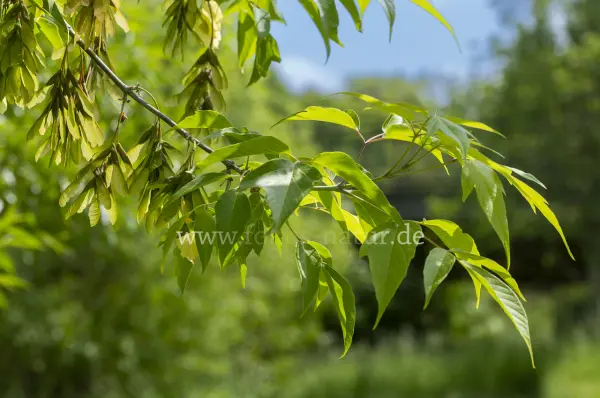 Fokus-Natur Bild