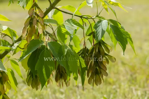 Fokus-Natur Bild