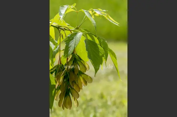 Fokus-Natur Bild