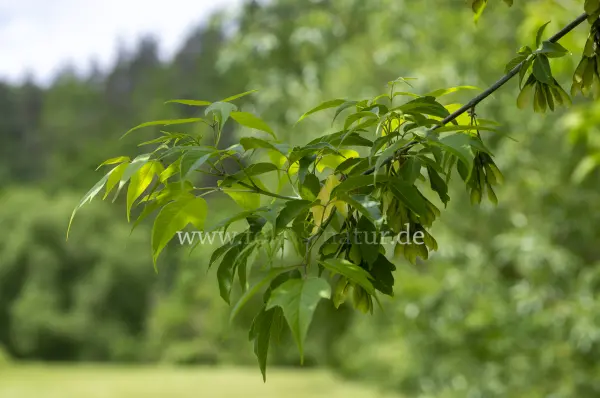 Fokus-Natur Bild