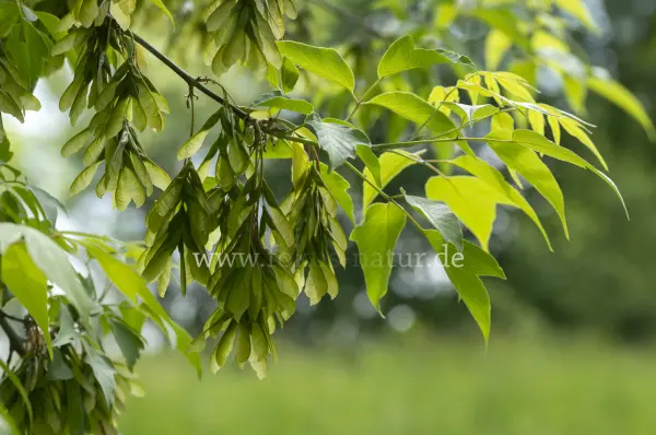Fokus-Natur Bild