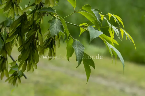 Fokus-Natur Bild
