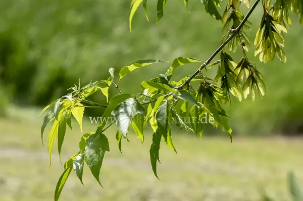 Fokus-Natur Bild
