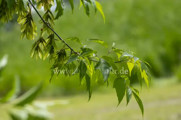 Fokus-Natur Bild