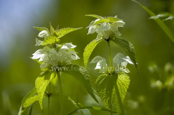 Fokus-Natur Bild