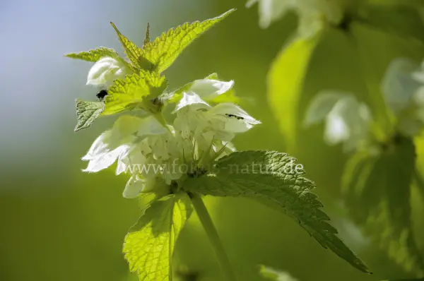 Fokus-Natur Bild