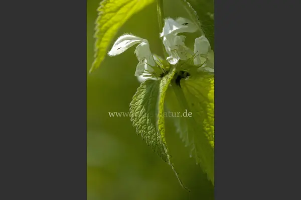 Fokus-Natur Bild