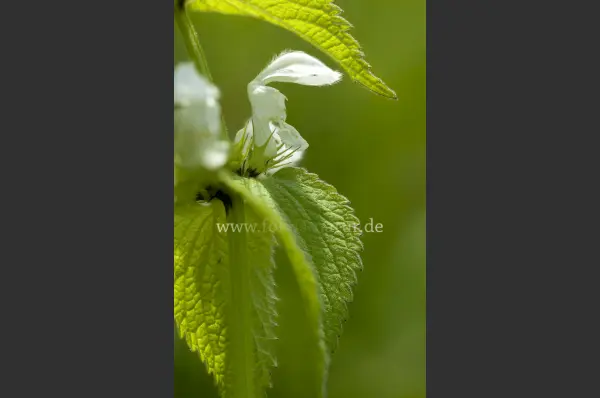 Fokus-Natur Bild