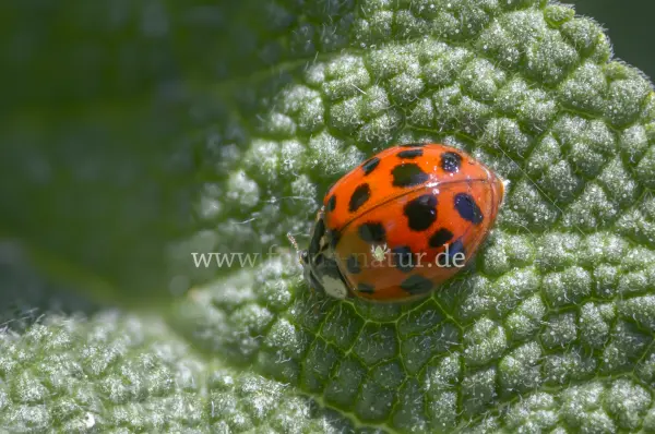 Fokus-Natur Bild