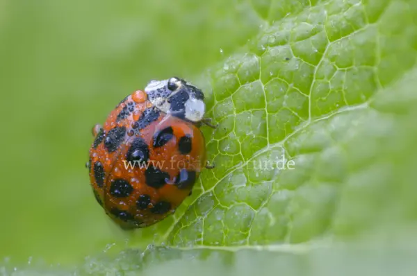 Fokus-Natur Bild
