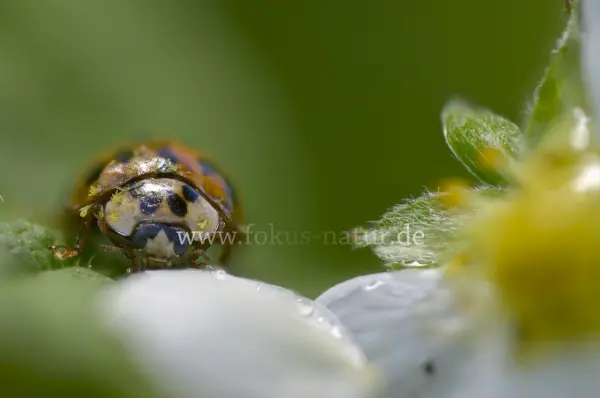 Fokus-Natur Bild