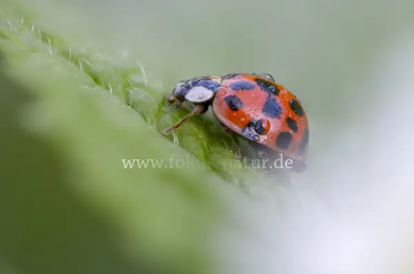 Fokus-Natur Bild