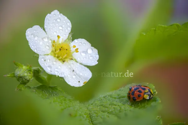 Fokus-Natur Bild