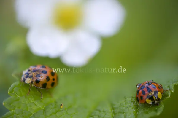 Fokus-Natur Bild