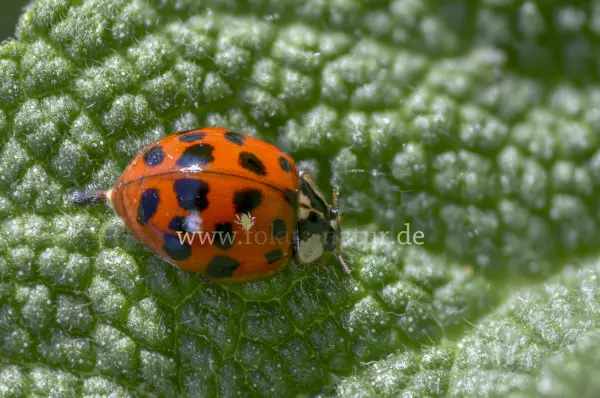 Fokus-Natur Bild