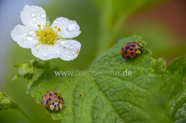 Fokus-Natur Bild
