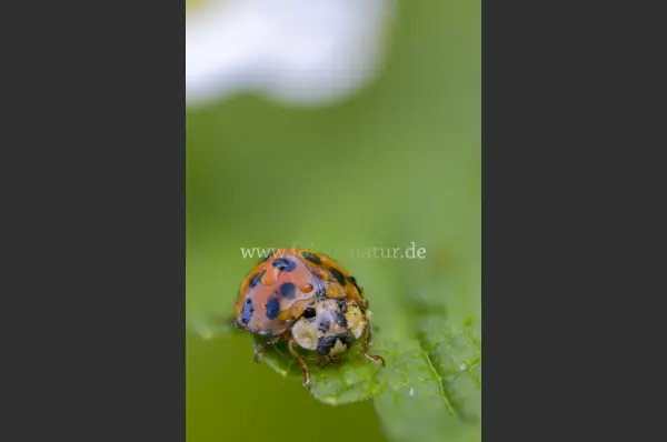 Fokus-Natur Bild