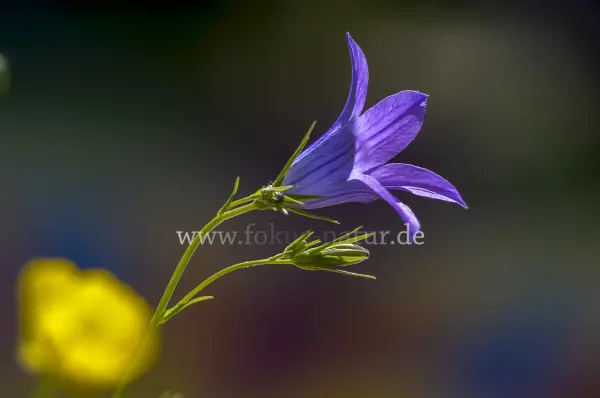 Fokus-Natur Bild
