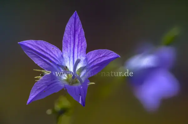 Fokus-Natur Bild