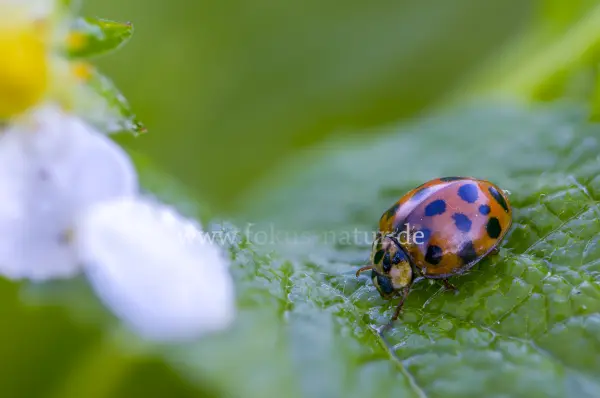 Fokus-Natur Bild