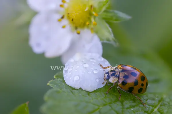 Fokus-Natur Bild