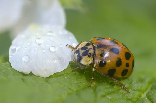 Fokus-Natur Bild