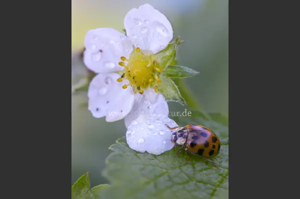 Fokus-Natur Bild