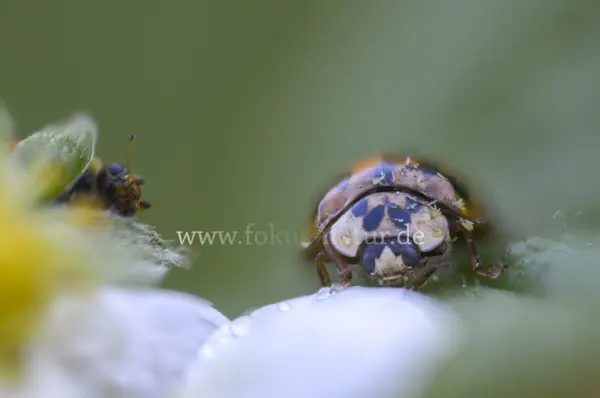 Fokus-Natur Bild
