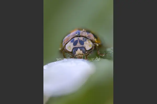 Fokus-Natur Bild