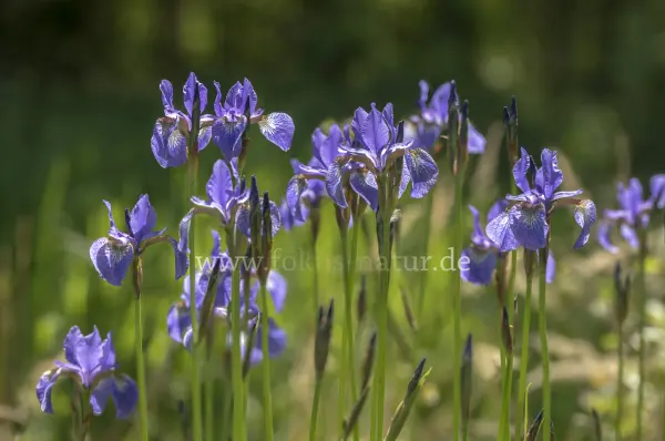 Fokus-Natur Bild