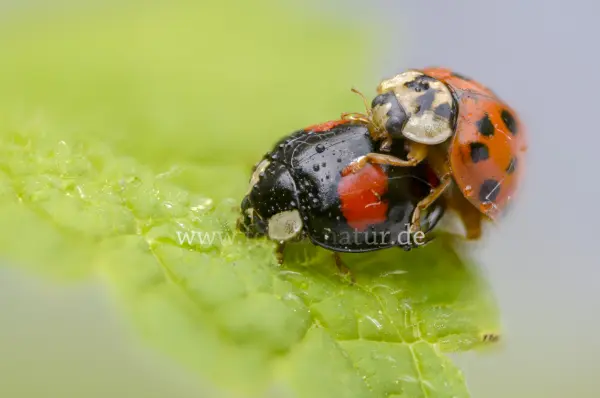 Fokus-Natur Bild