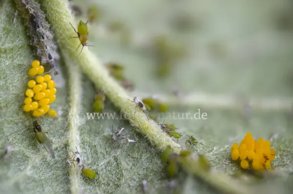 Fokus-Natur Bild