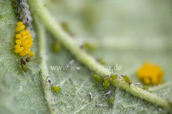 Fokus-Natur Bild