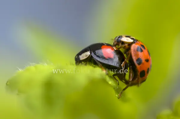 Fokus-Natur Bild