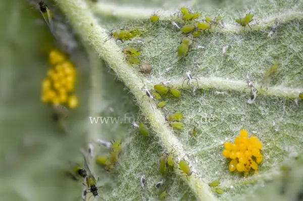 Fokus-Natur Bild