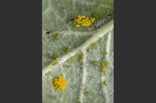 Fokus-Natur Bild