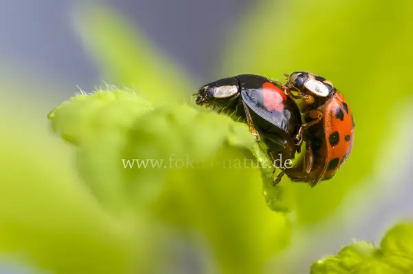 Fokus-Natur Bild