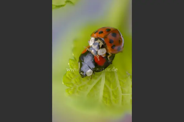 Fokus-Natur Bild