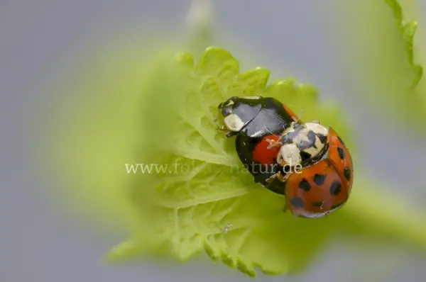 Fokus-Natur Bild