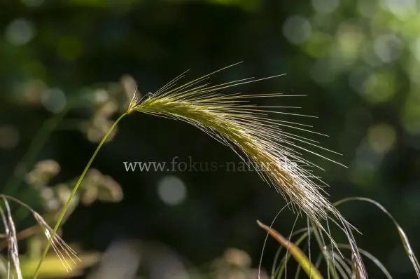 Fokus-Natur Bild