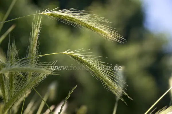 Fokus-Natur Bild